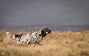 gordon setter dog