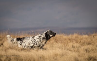 Working Dogs – The English Setter