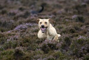 labrador in heather on grouse moor