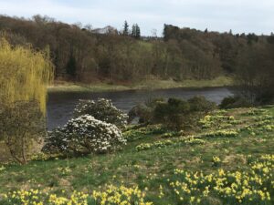 riverside scenery with daffodils