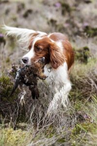 spaniel carrying grouse