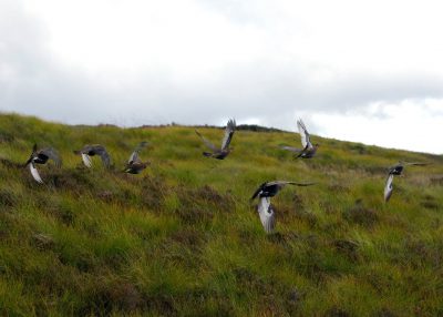grouse flying close to ground