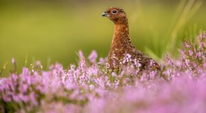 red grouse in heather