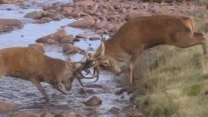 red deer stags rutting in river