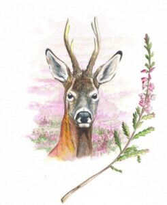 painting of a roe buck head