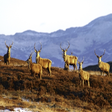 Stags on hillside