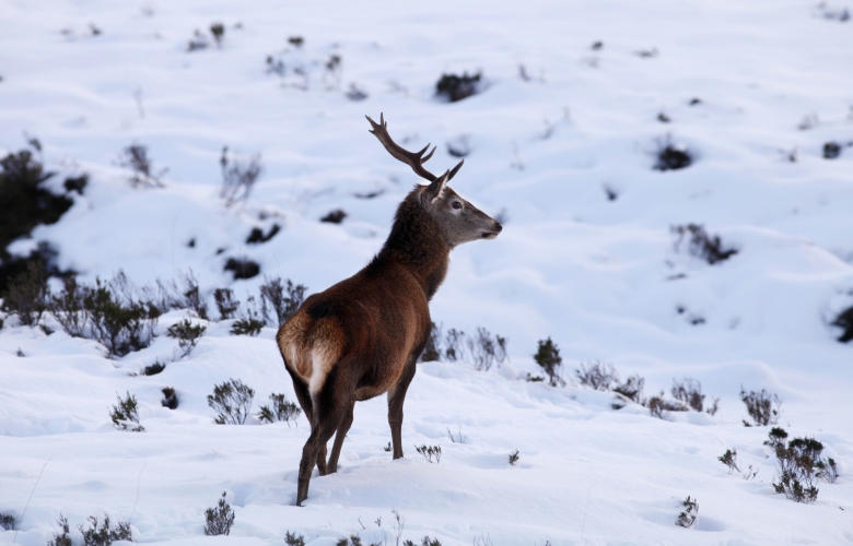 red deer stag in snow
