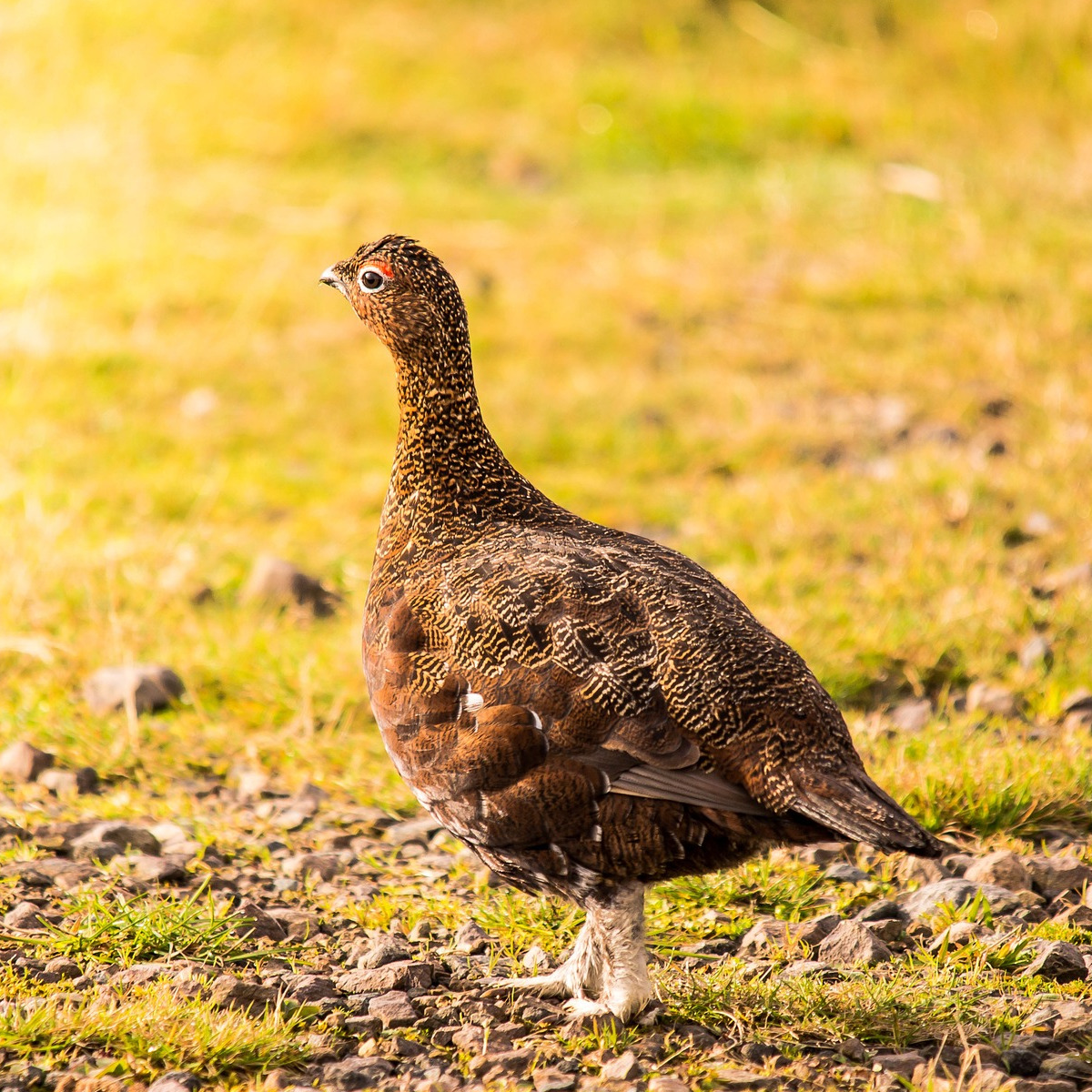 red grouse in heather