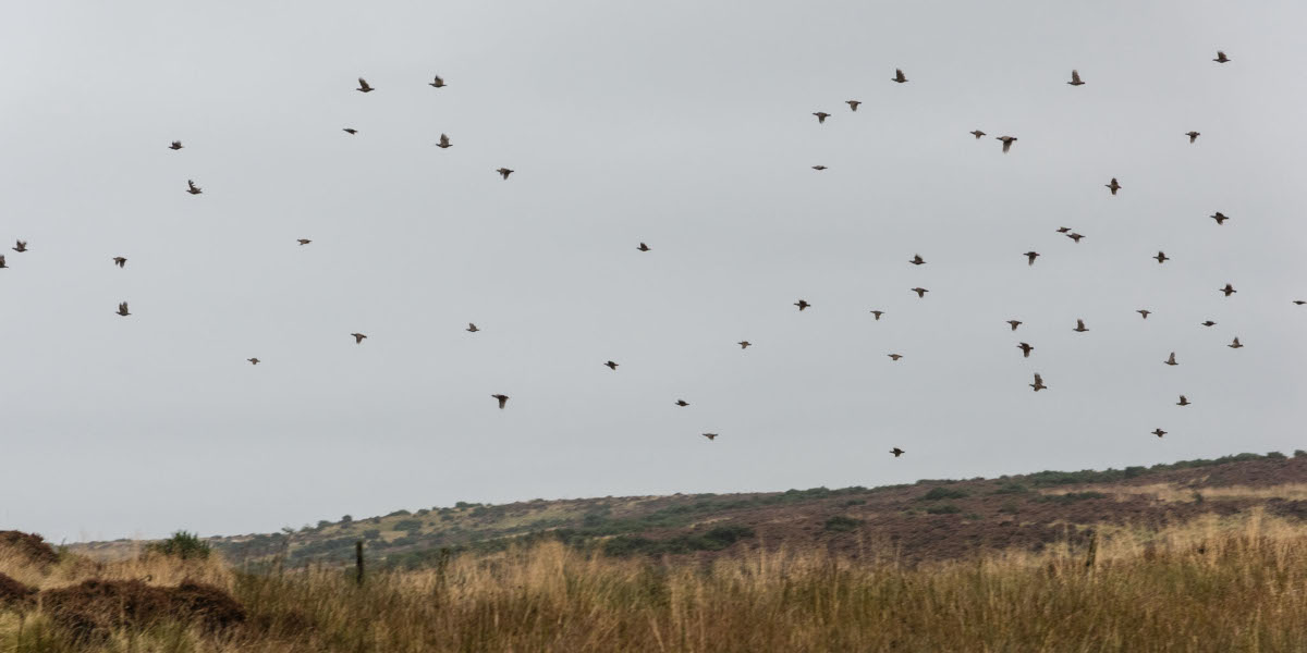 partridge in flight over moorland