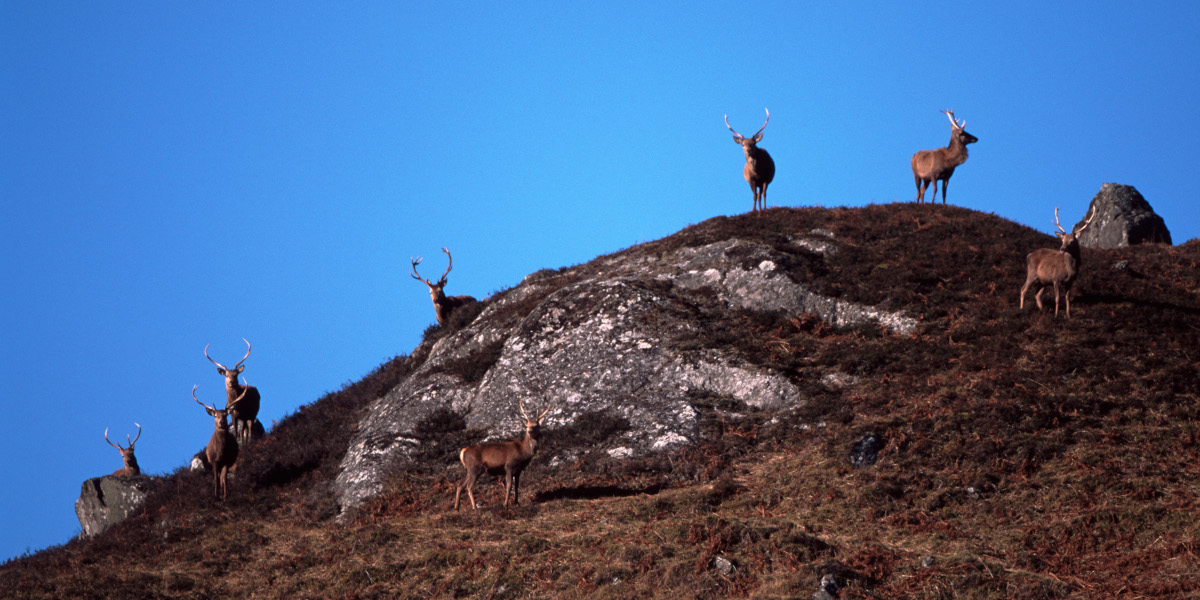 red deer stags on hillside