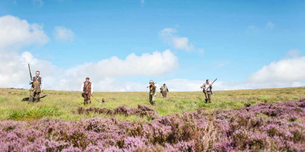 Grouse Shooting Scotland