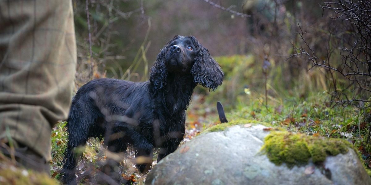 Small gundogs hot sale