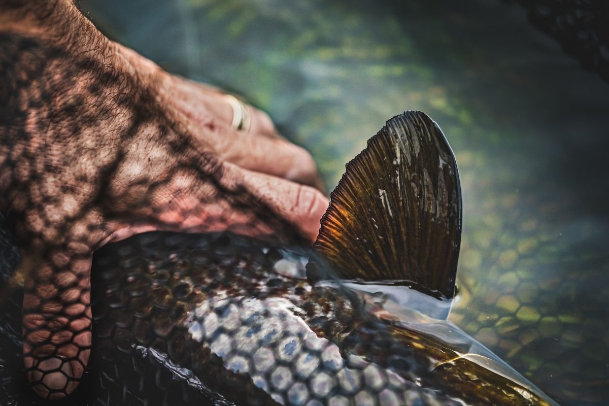 Tulchan Salmon Fishing