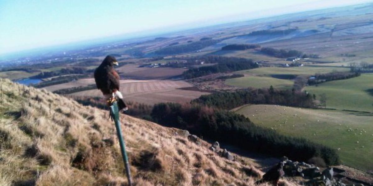 falconry scotland