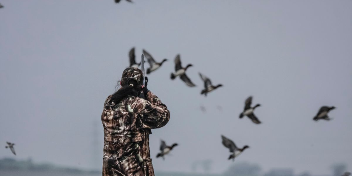 wildfowling scotland