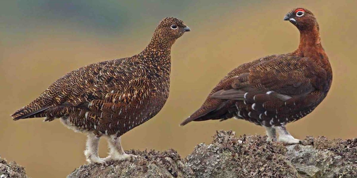 sybarite-sporting-red-grouse