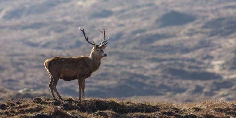 sybarite-sporting-red-stag
