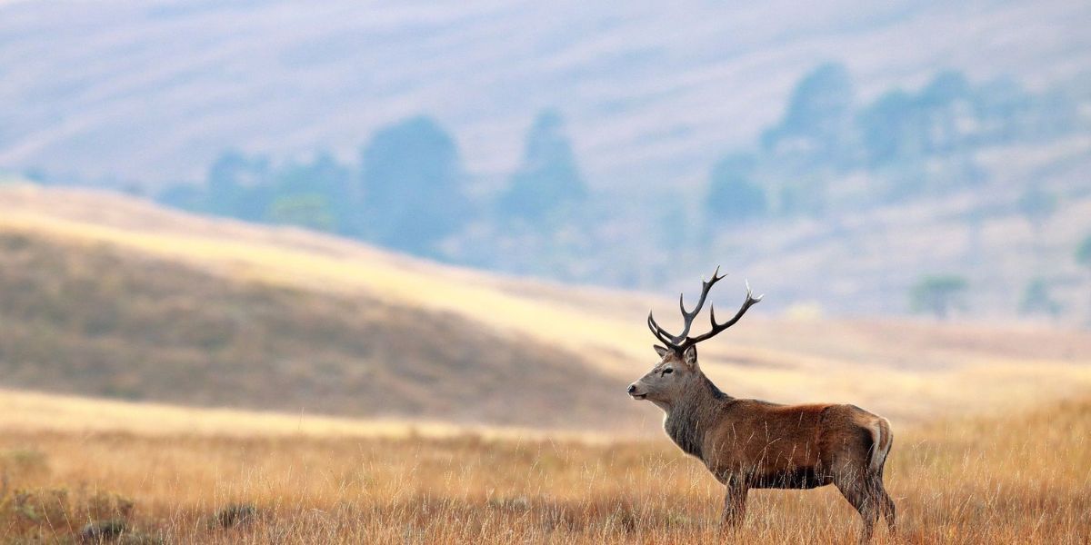 sybarite-sporting-red-stag