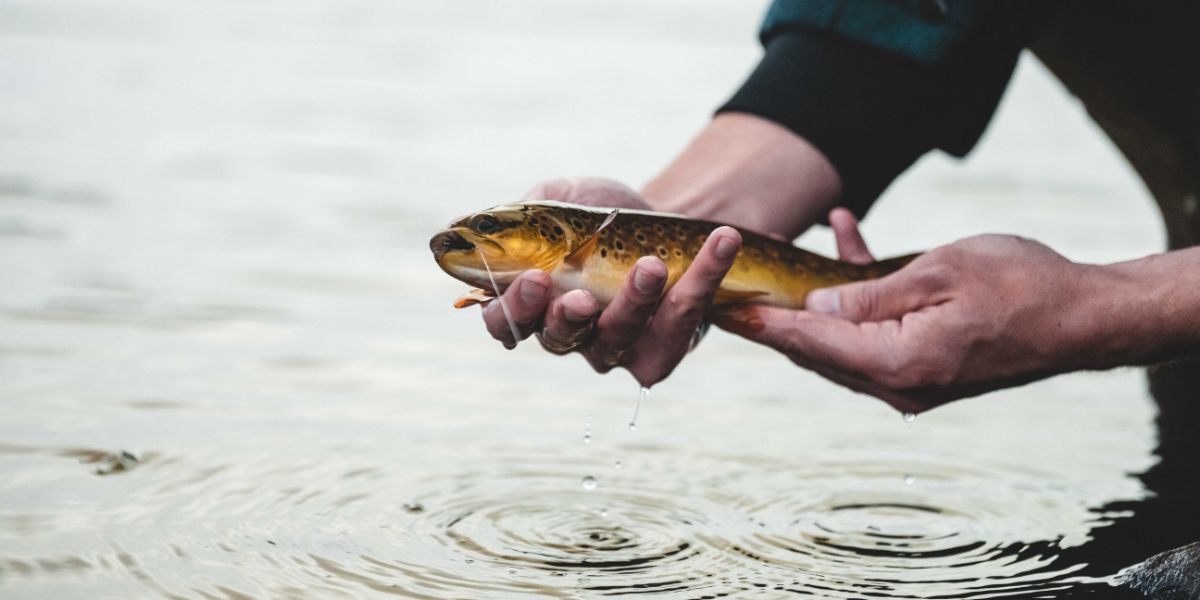 brown-trout-fishing-scotland