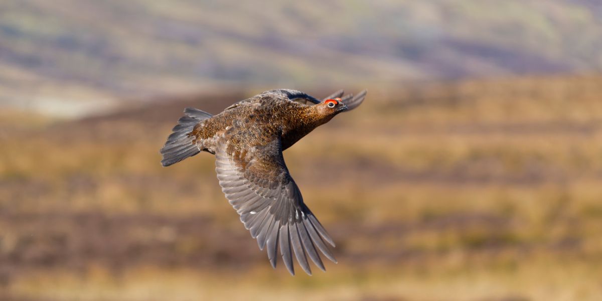 grouse-shooting-scotland