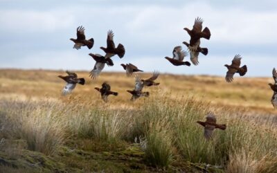 Grouse Shooting in Scotland