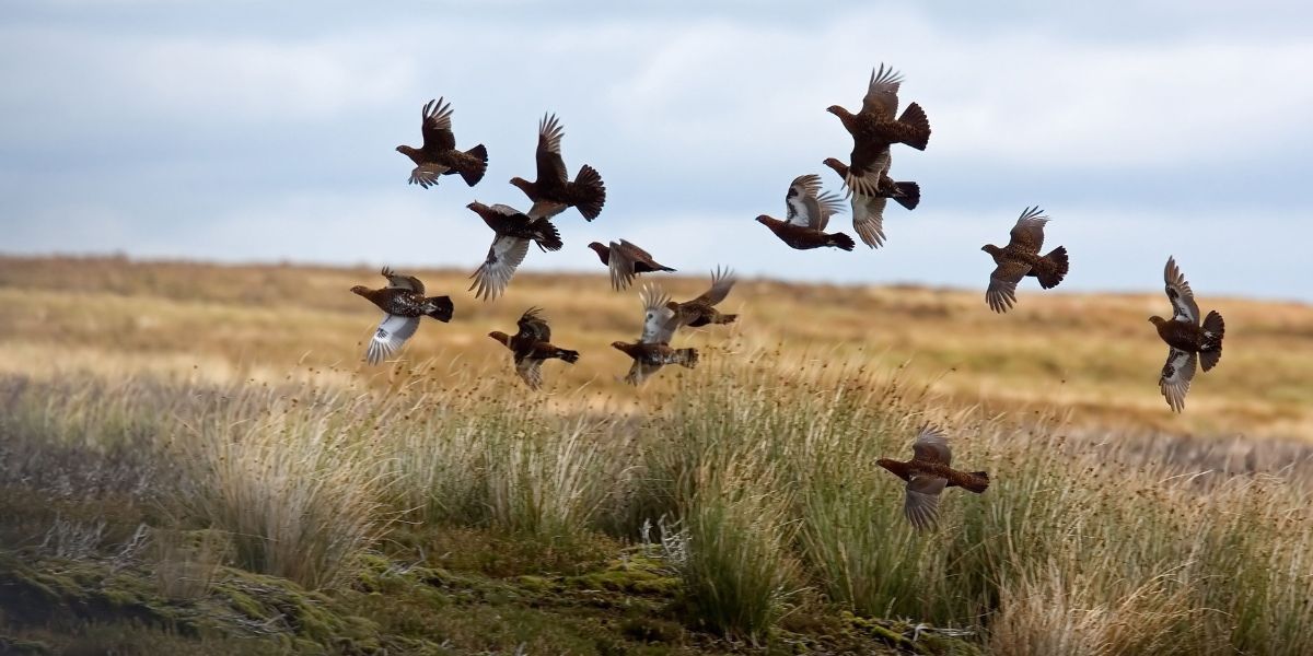grouse-shooting-scotland