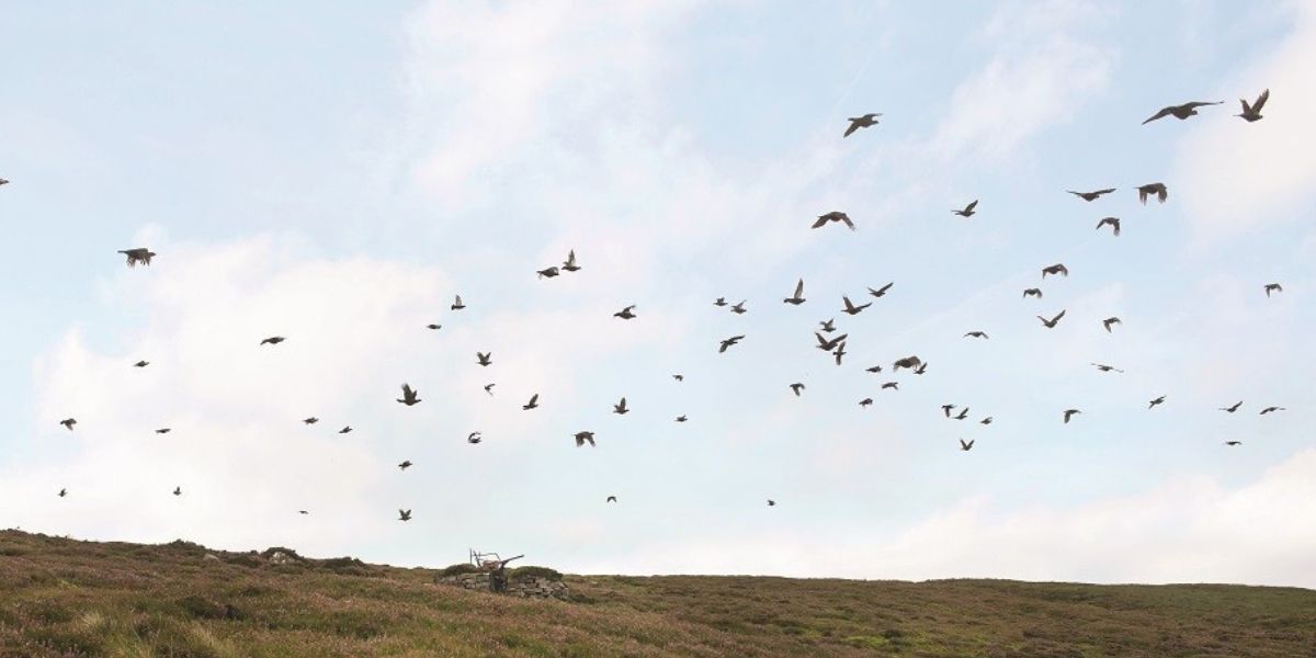 grouse-shooting-scotland