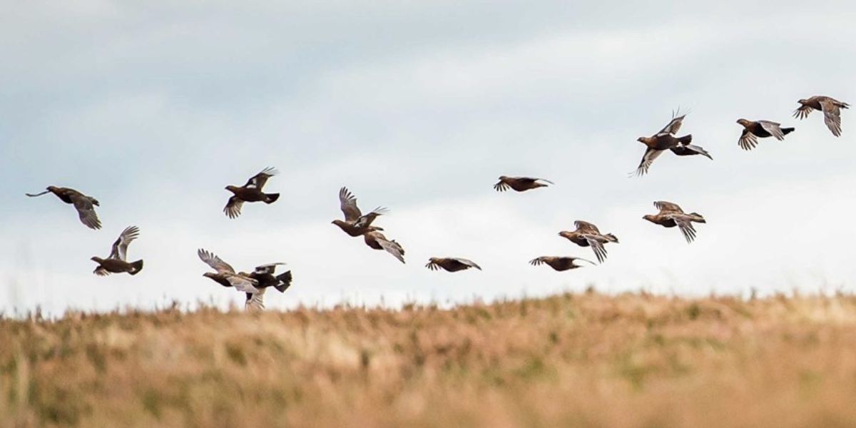 grouse-shooting-scotland