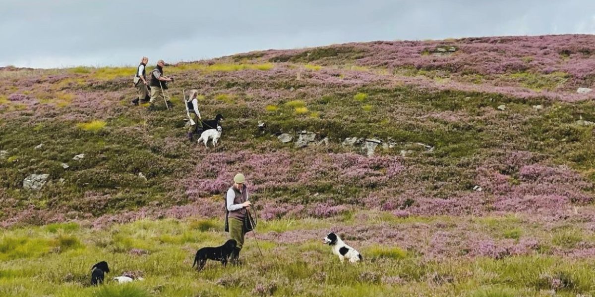 grouse-shooting-scotland