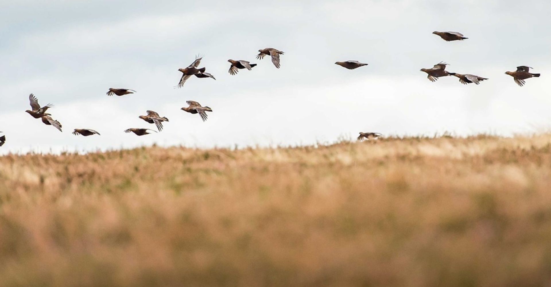 game-shooting-in-scotland