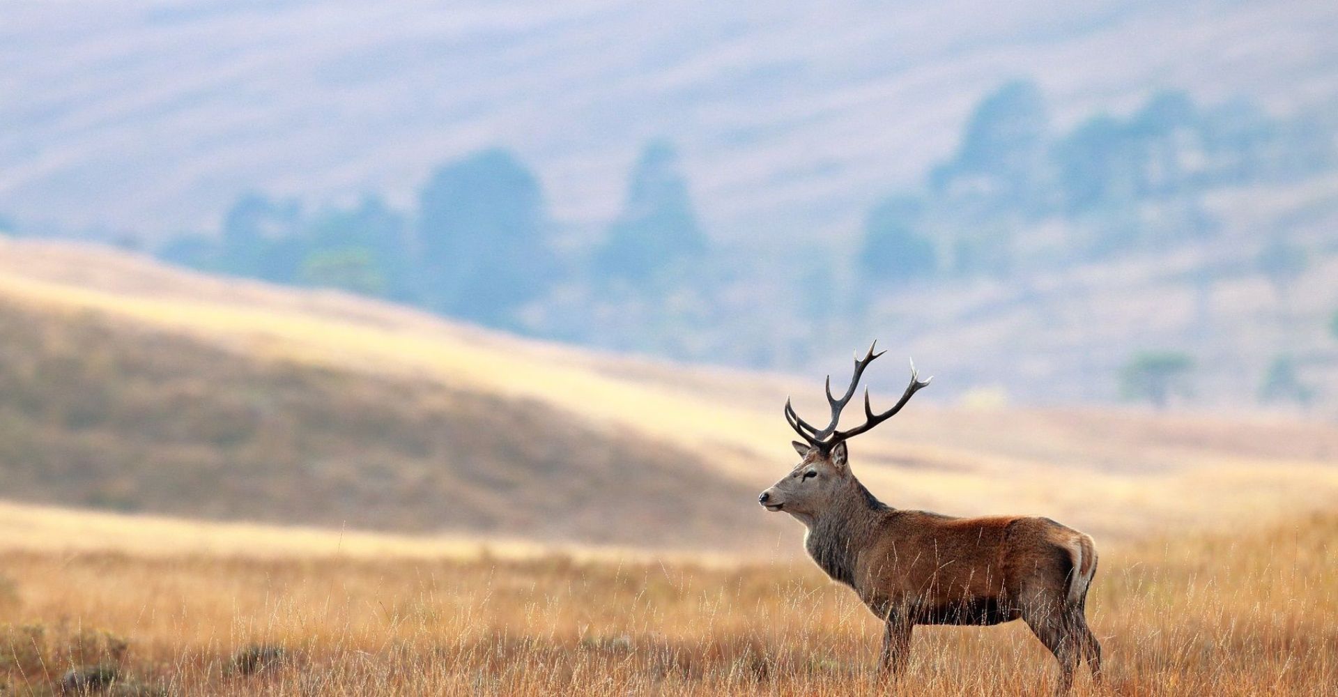 deer-hunting-in-scotland