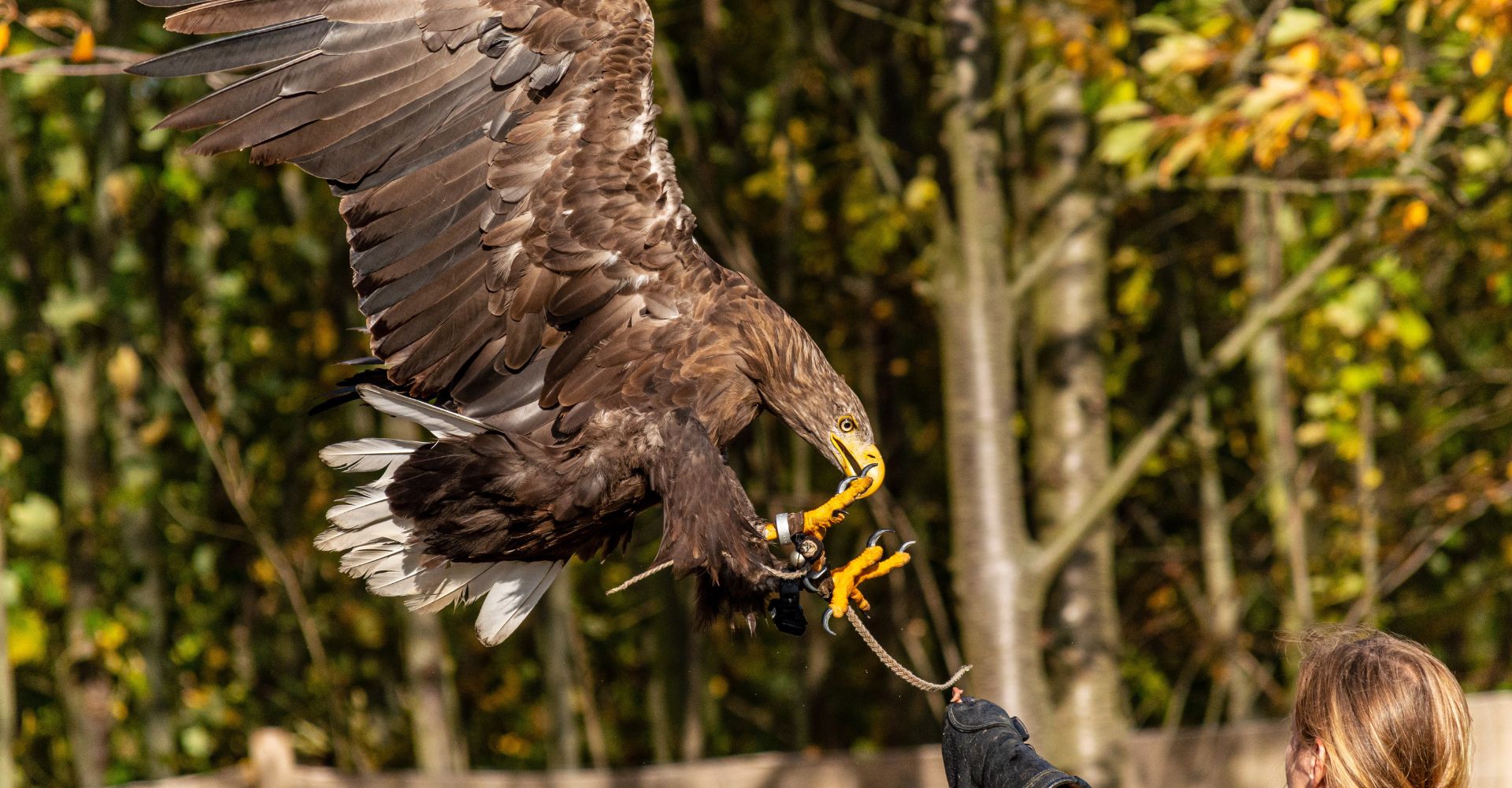 falconry-scotland