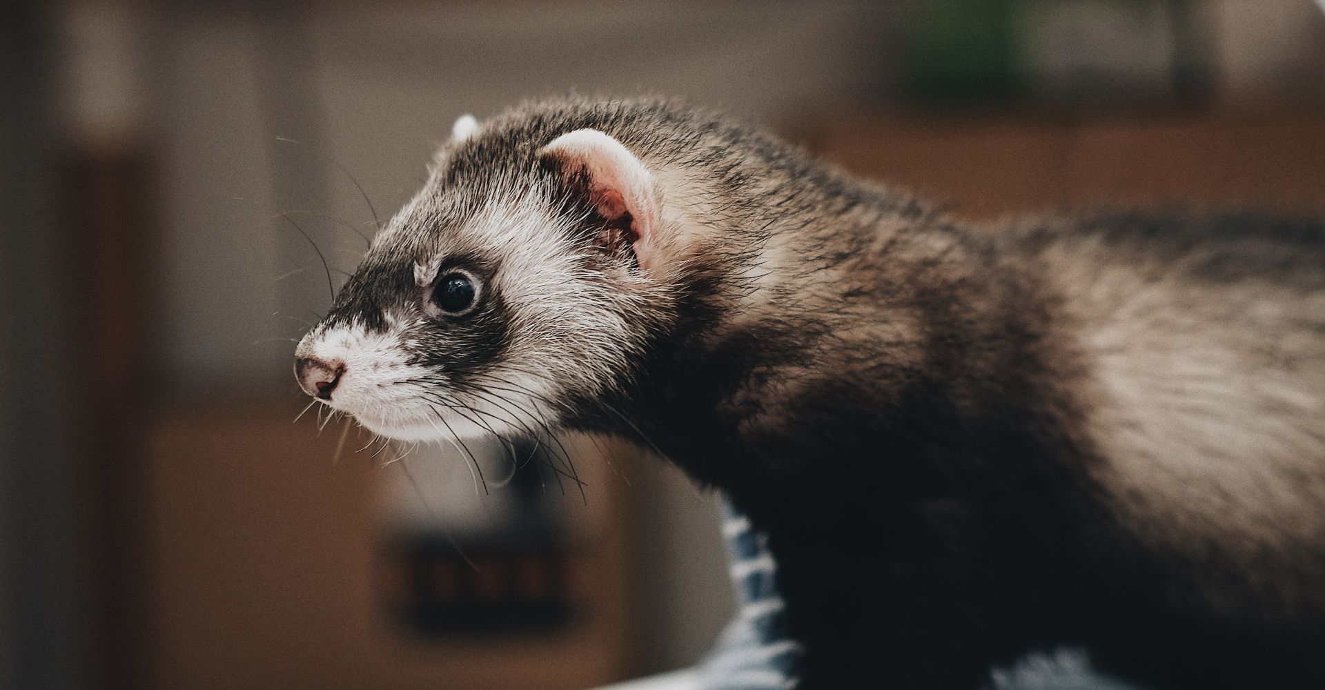 ferreting-Scotland