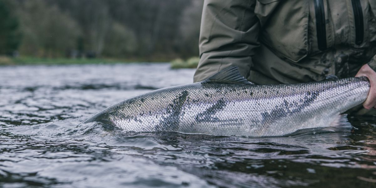 salmon-fishing-scotland