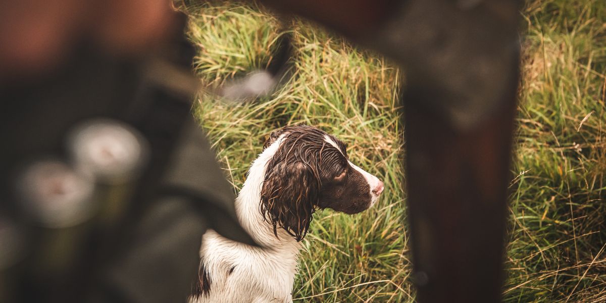 gundogs-scotland