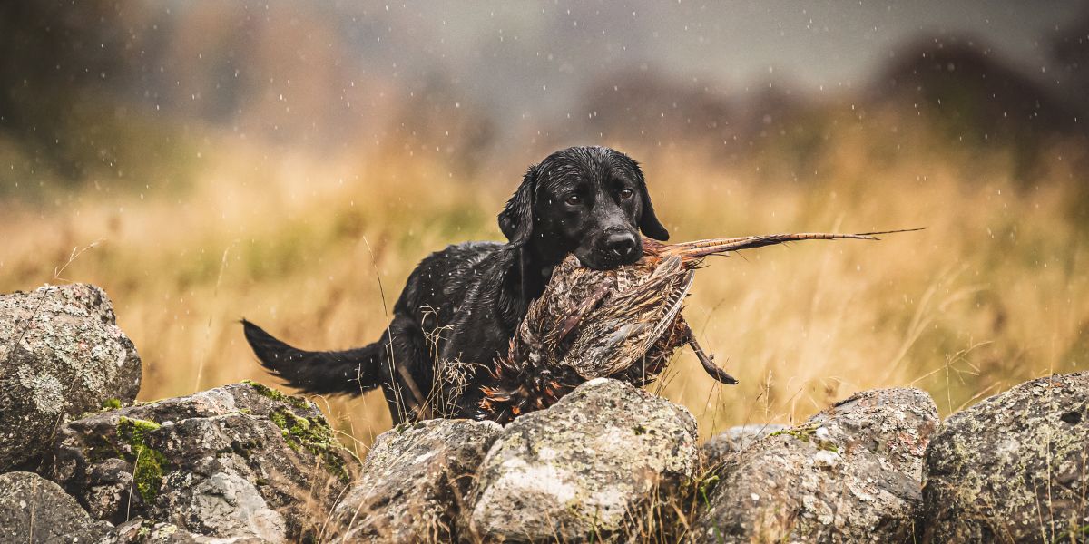 gundogs-scotland