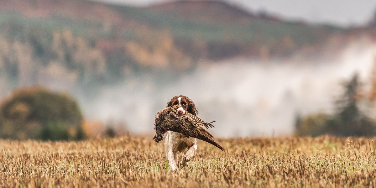 gundogs-scotland