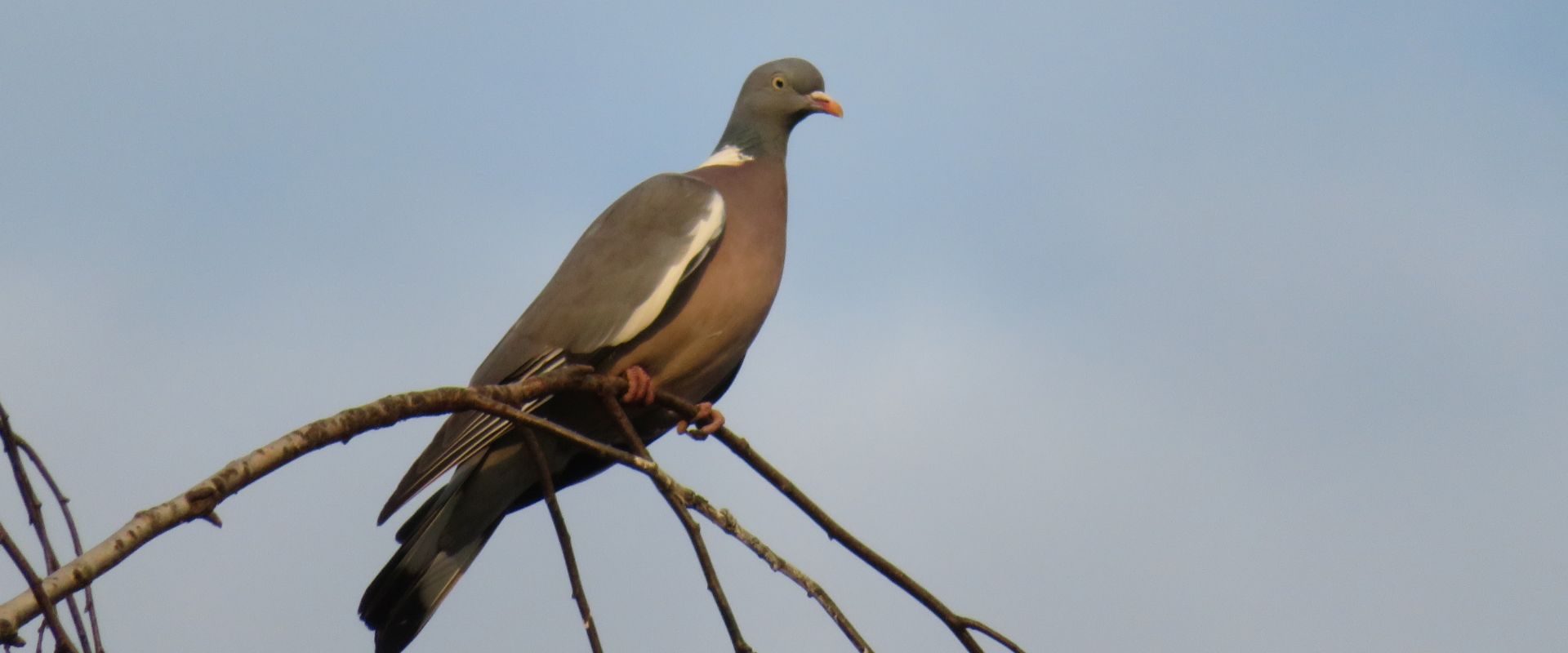 wood-pigeon-scotland