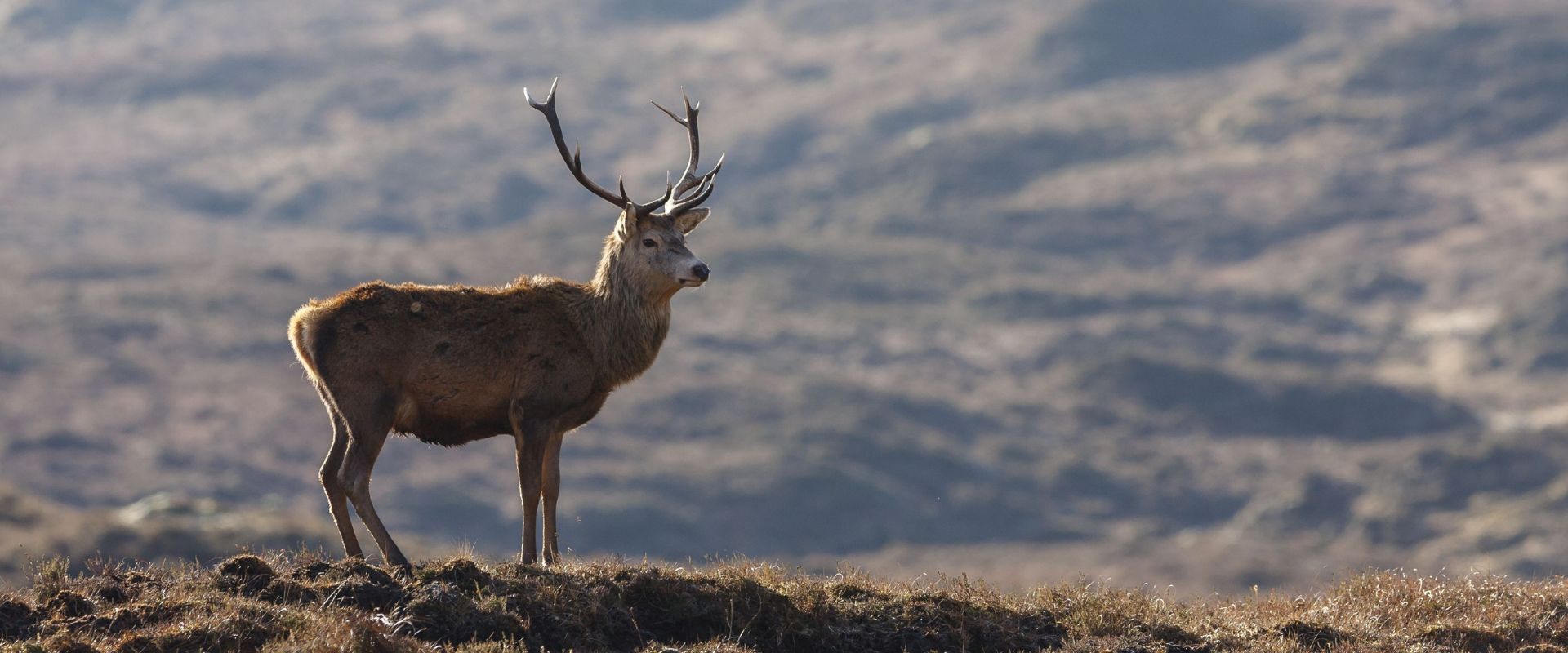 Молодой олень 5 букв. Национальный парк Кэрнгормс. Cairngorms National Park in Scotland. Олень в горах Шотландии. Парк Кэрнгормс Шотландия животные.