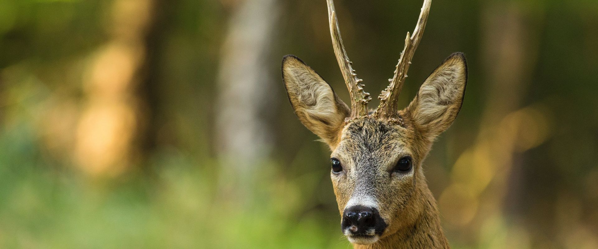 roe-buck-stalking-scotland