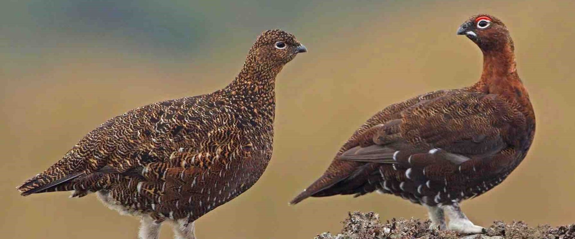 red-grouse-scotland