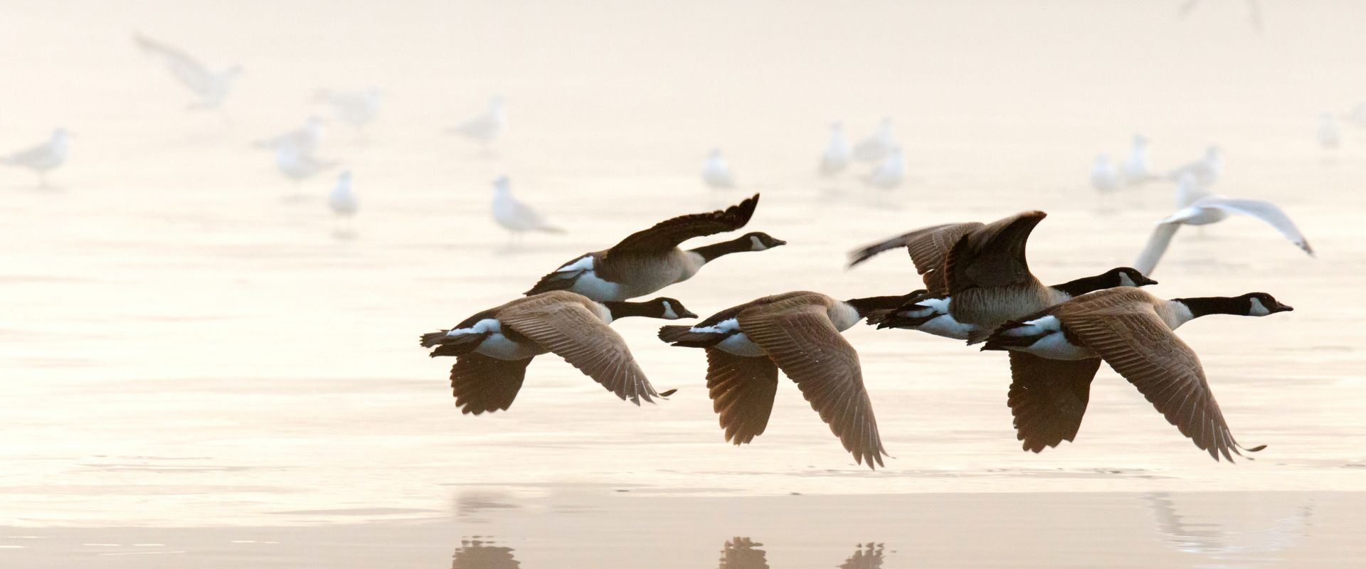 Canada geese migration scotland hotsell