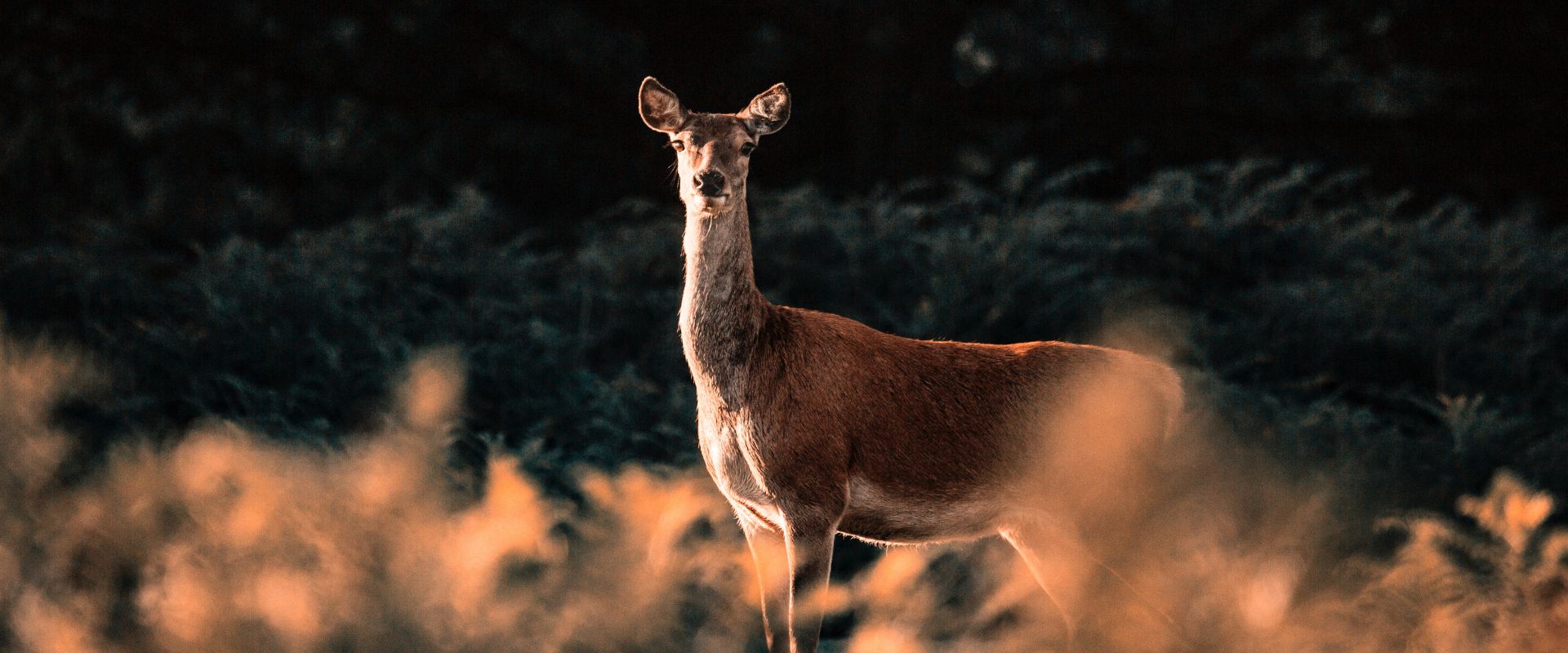 red-hind-deer-stalking-scotland