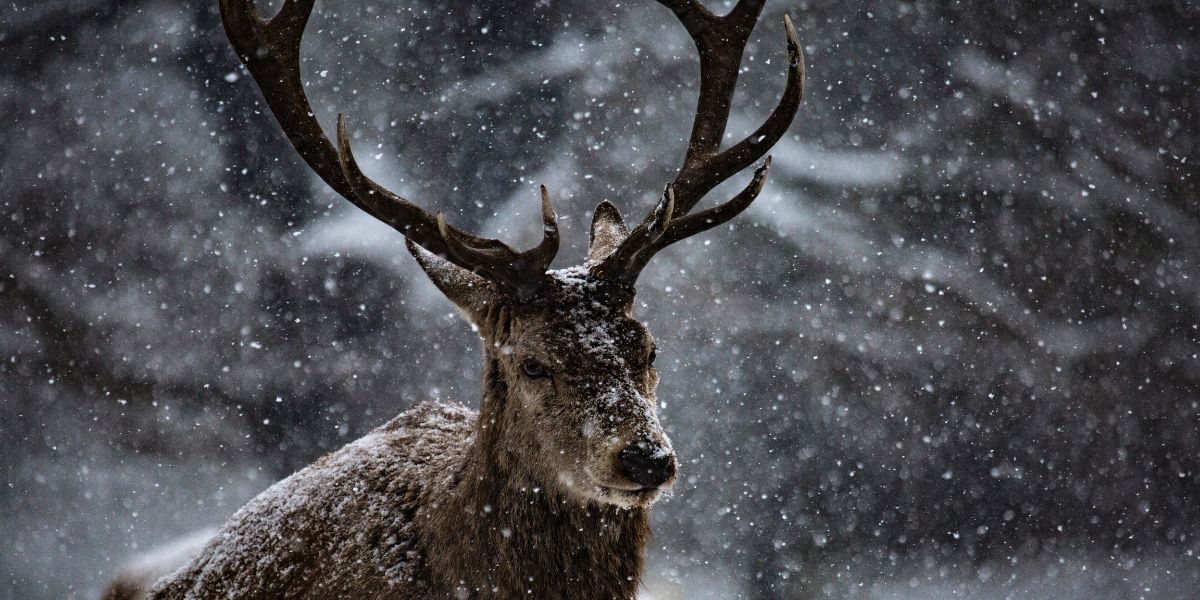 A Gift of the Outdoors - Country Sport Scotland