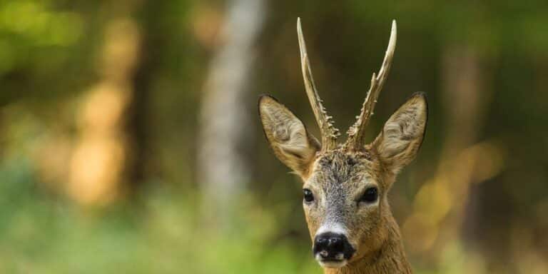 roe-buck-stalking-scotland