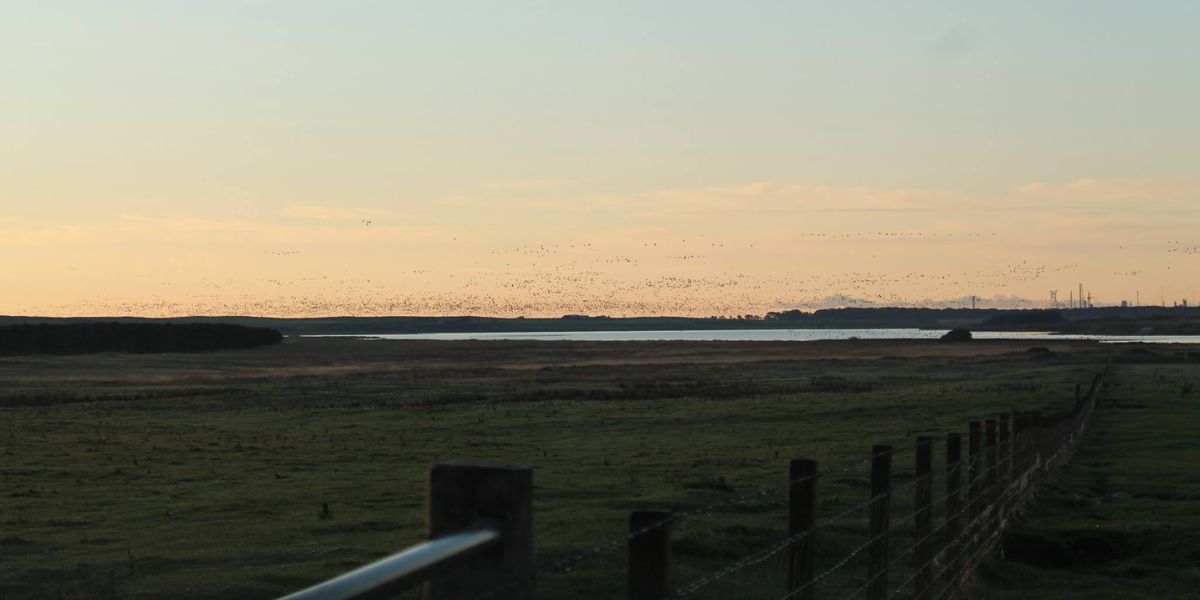 Geese-Shooting-Scotland