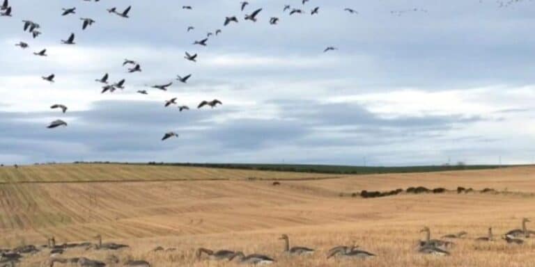 Wilfowling-Scotland