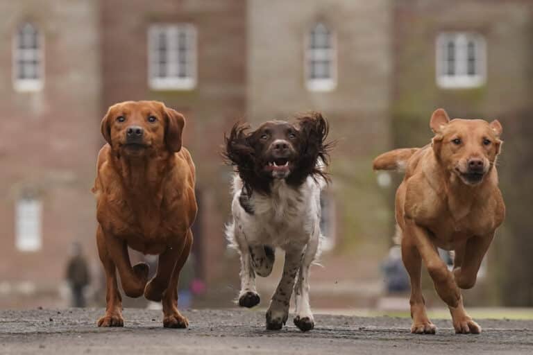 Scottish Game Fair returns for its 35th year