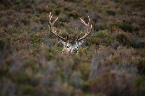 red deer stag - scotland