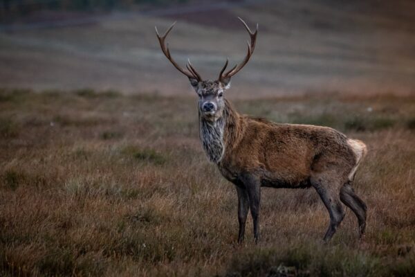 red deer stag in the highlands